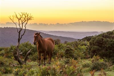 Wildes Pferd im Dartmoor Nationalpark